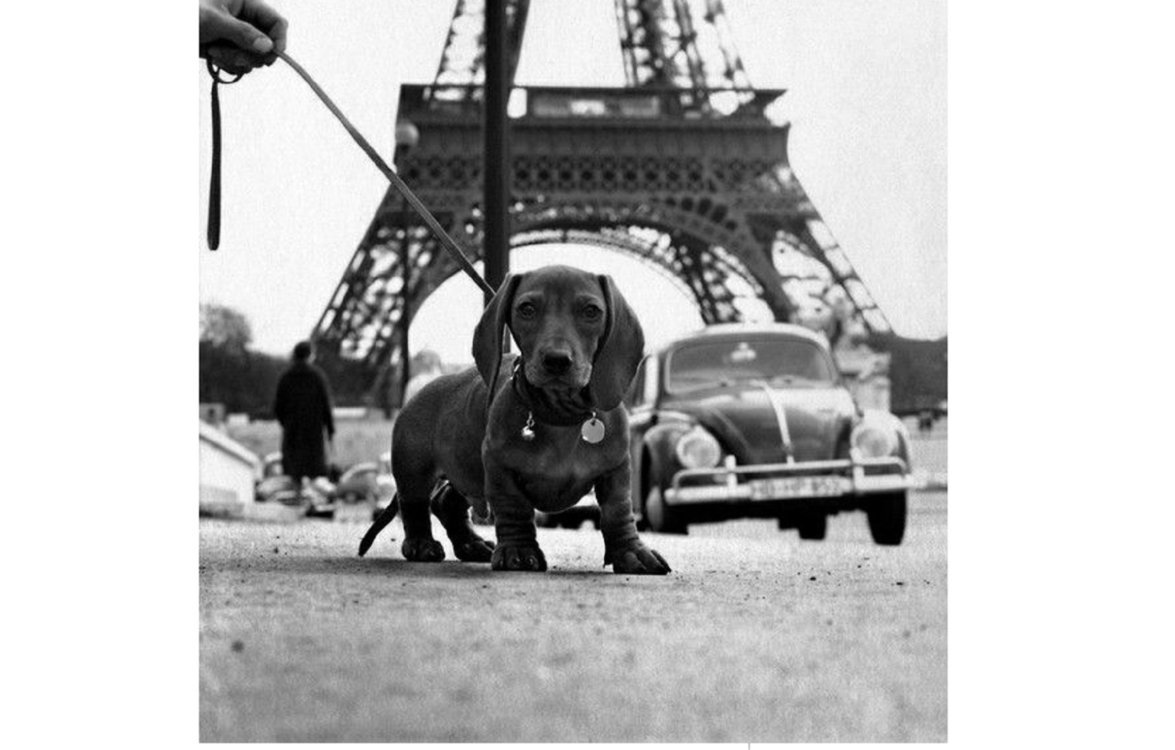 dachshund in paris 