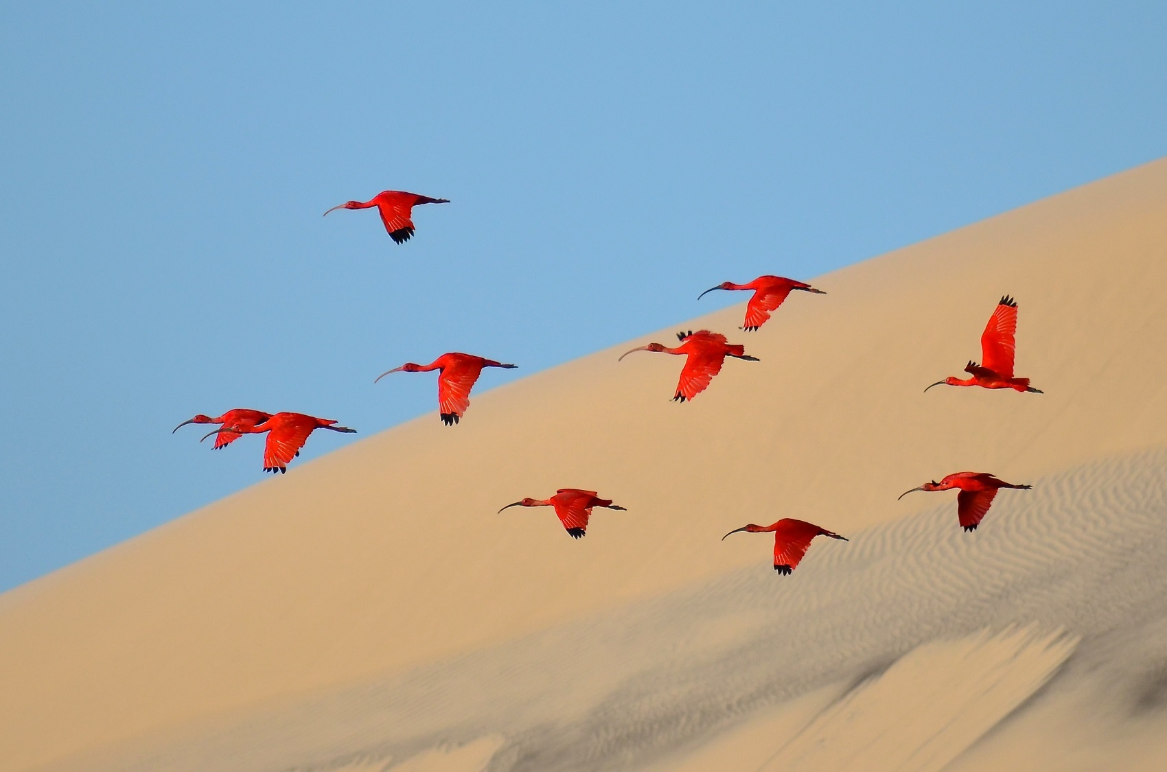 Wildlife Photographer of the year