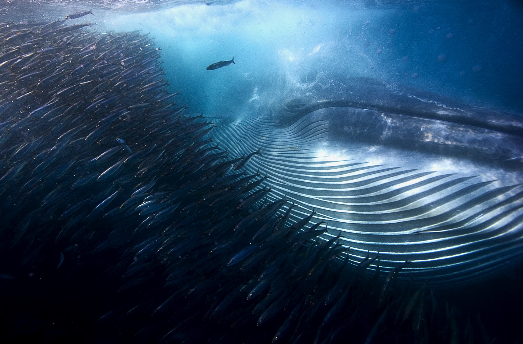 Wildlife Photographer of the Year