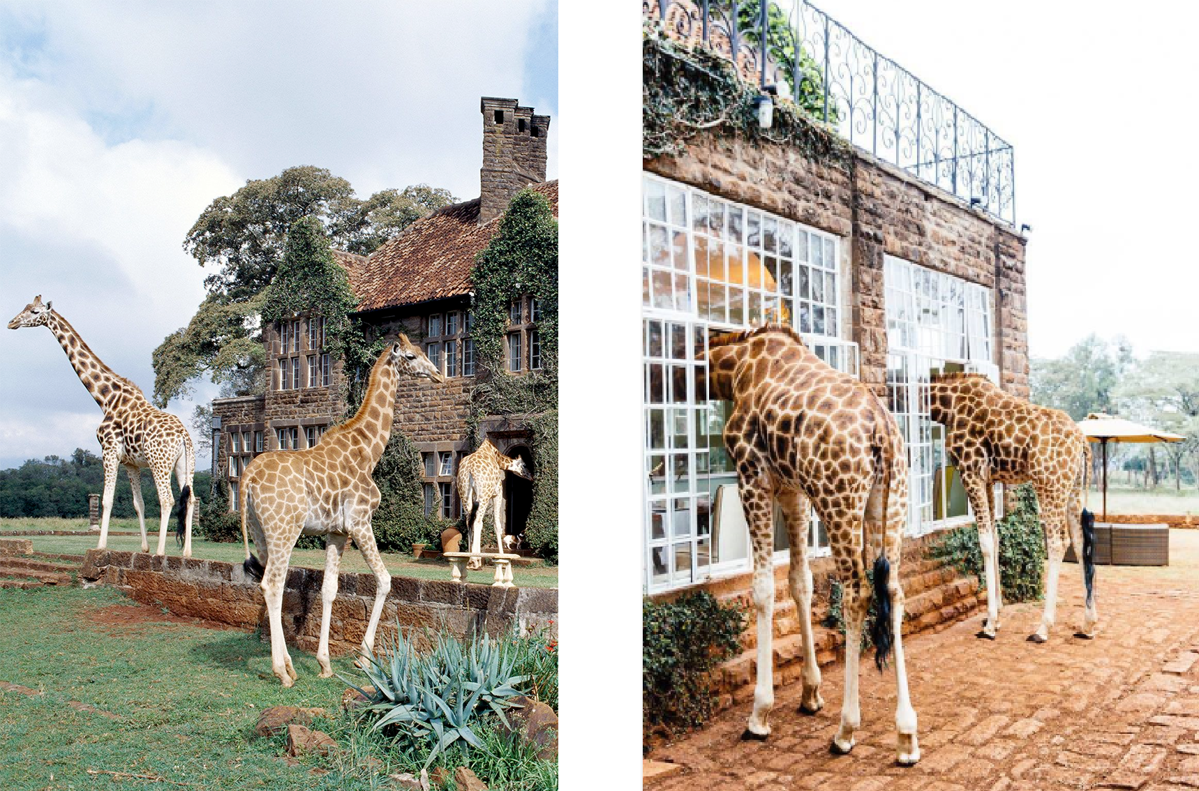 Giraffe Manor