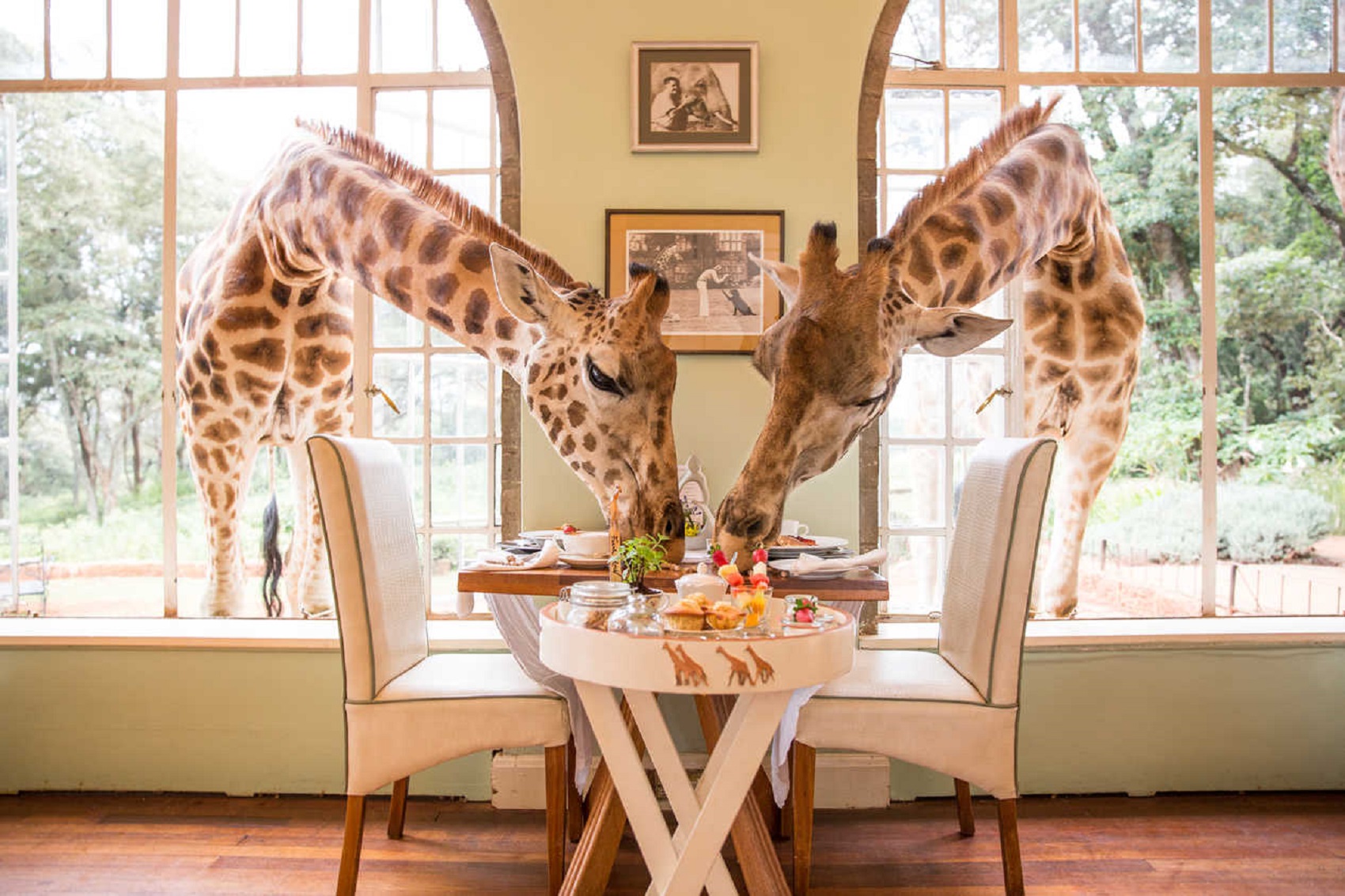 giraffe manor