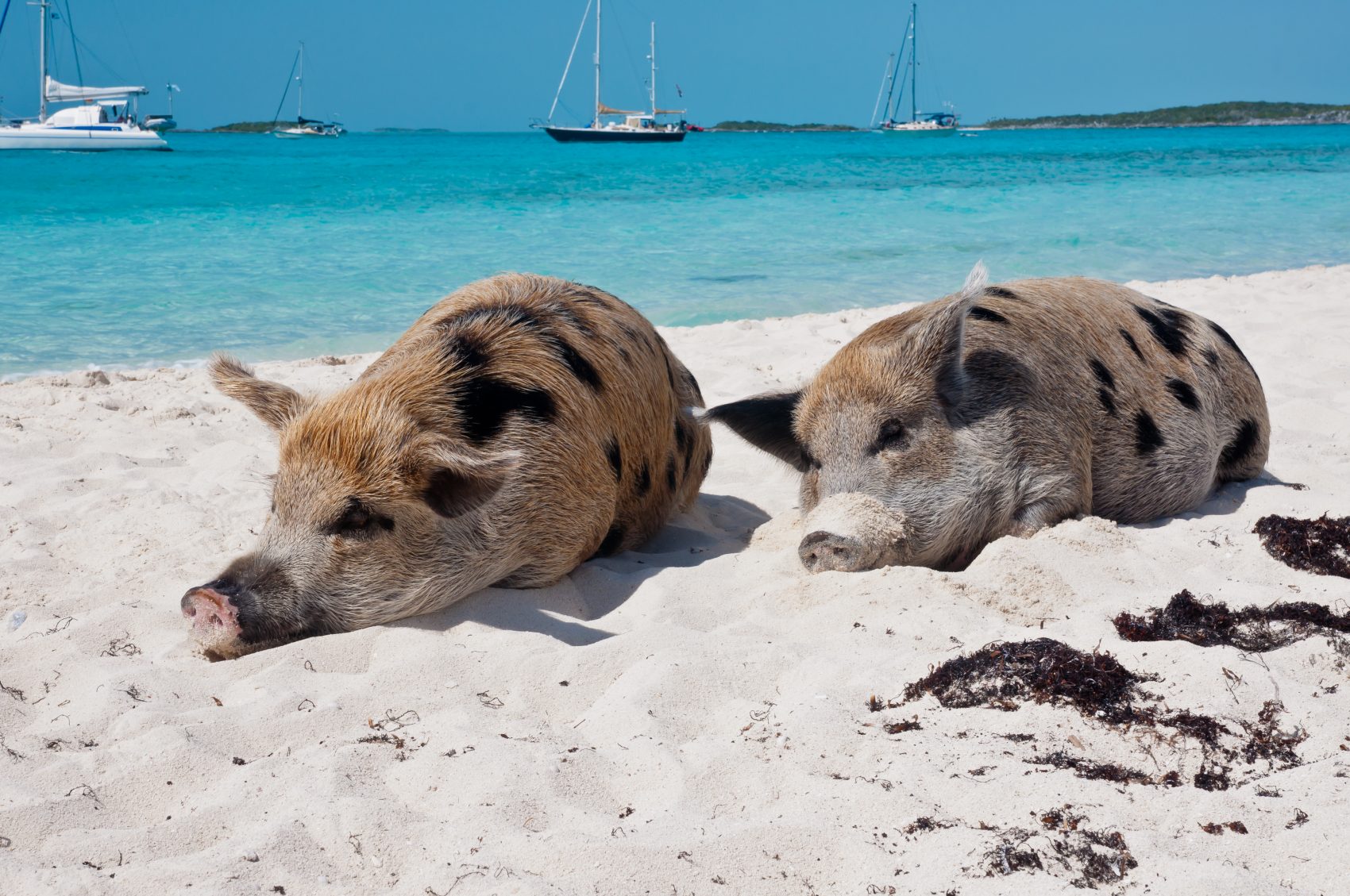pigs beach bahamas
