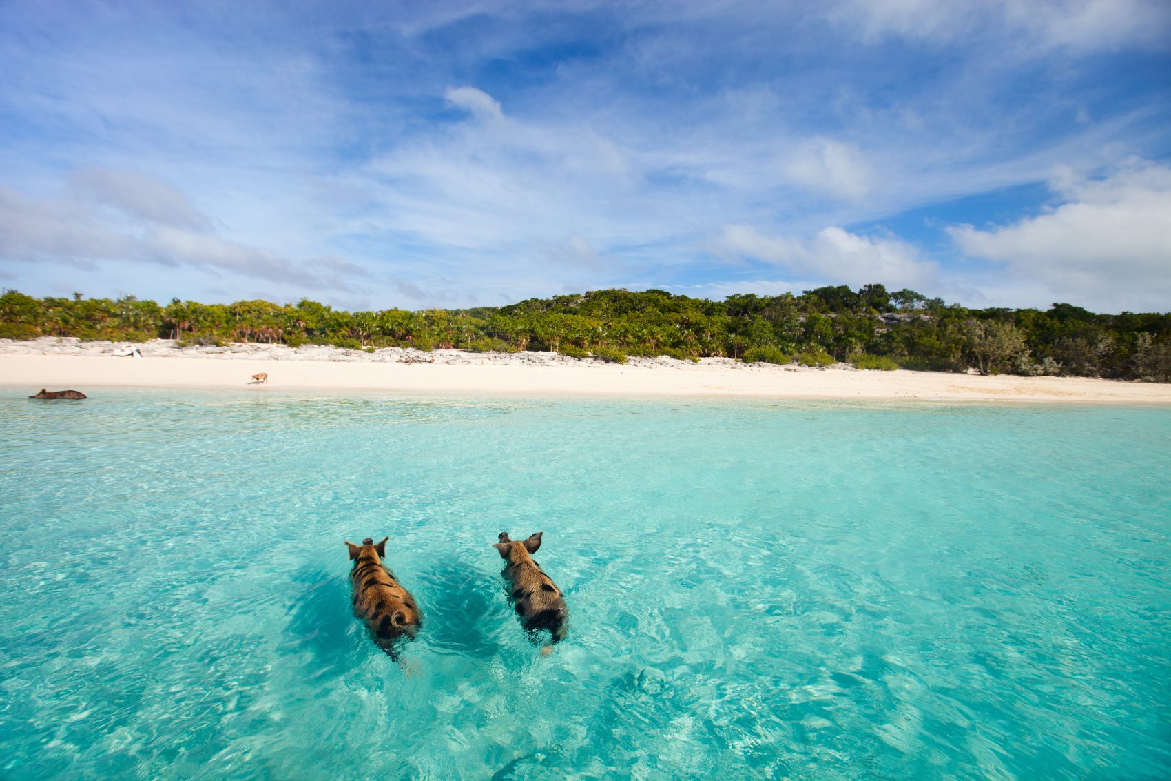 pigs beach bahamas