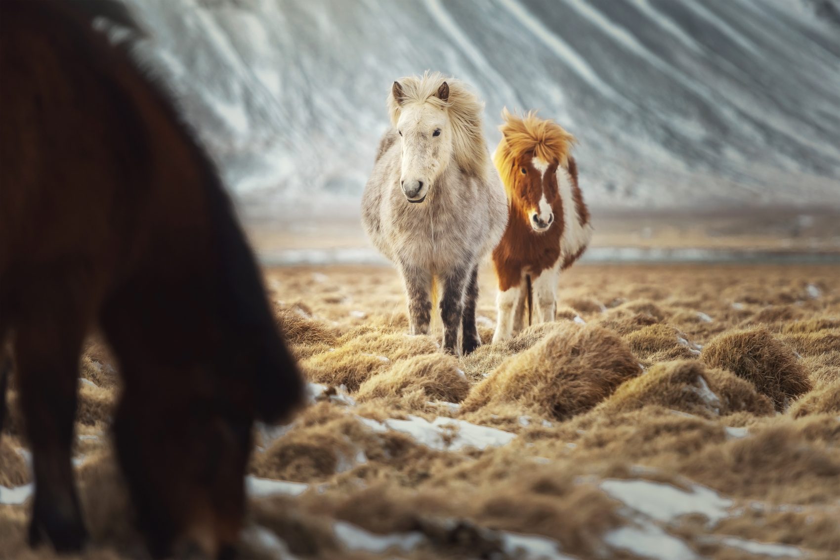 iceland horse riding