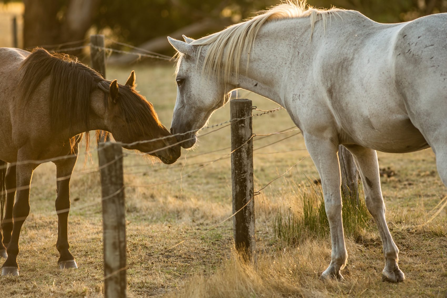 Australia horseriding